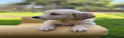 Mixed Breed dogs for sale: Magnificent blonde wolf dog puppies golden sarloos - Advert 34