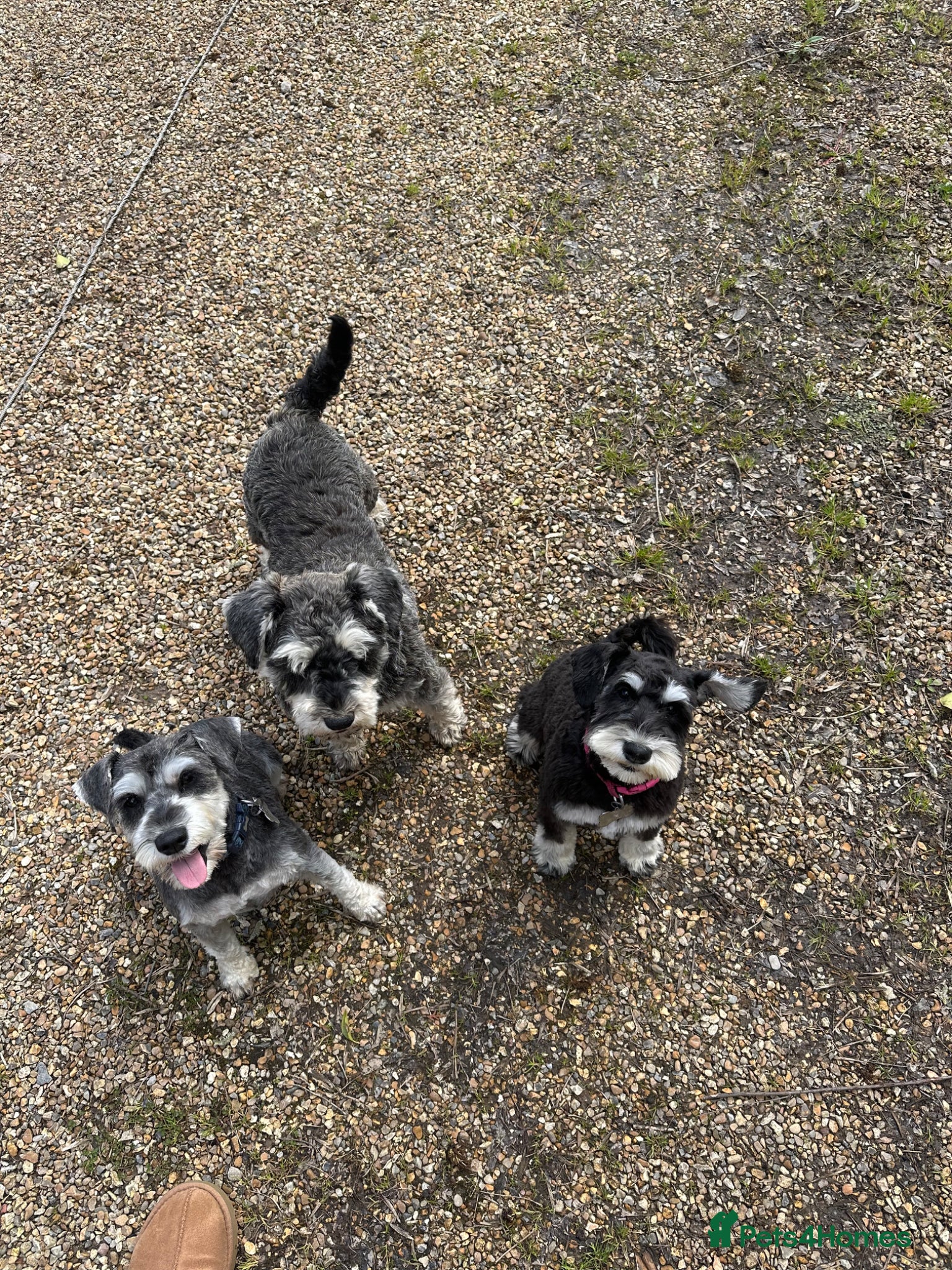 Miniature Schnauzer dogs for sale: Miniature schnauzer girl  - Advert 4