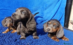 Miniature Dachshund dogs for sale: LONG HAIRED MINI KC REG PRA CLR  - Image 1