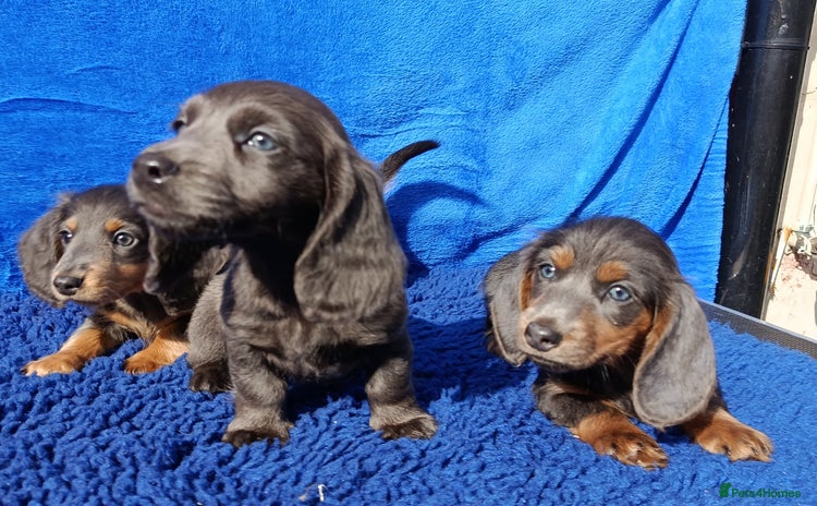 Miniature Dachshund dogs - Advert 12
