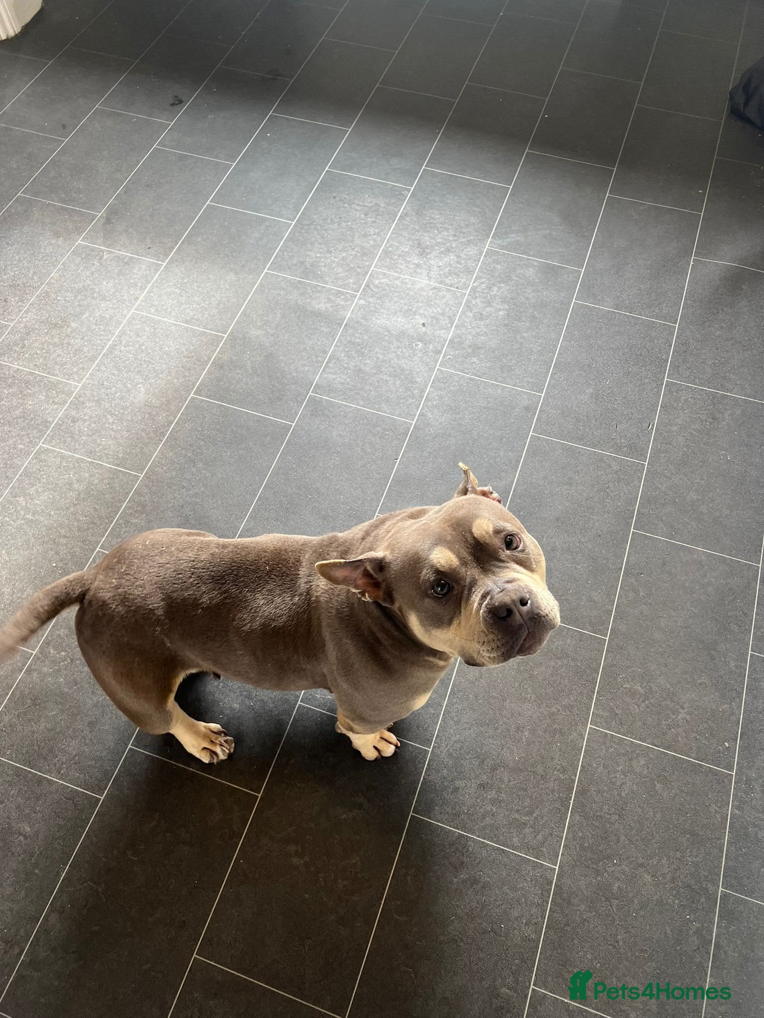 American Bully dogs American pocket bully puppies  - Advert 2