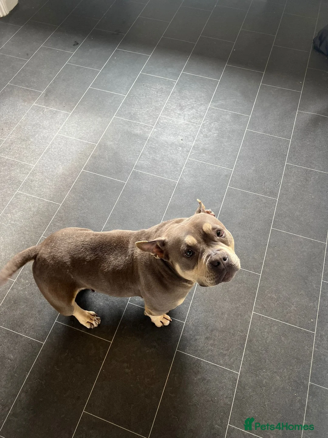 American Bully dogs for sale: American pocket bully puppies  - Advert 1