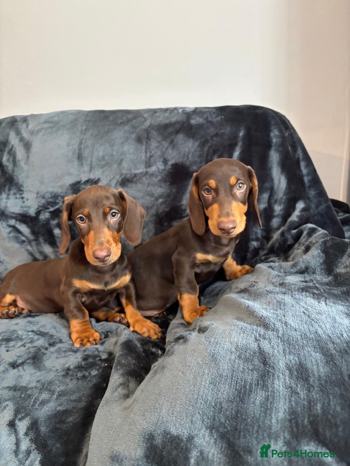 Dachshund dogs Dachshund Boy Puppies Fully Vaccinated Ready Now - Advert 1