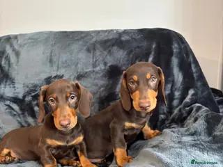 Dachshund dogs Dachshund Boy Puppies Fully Vaccinated Ready Now - Advert 1