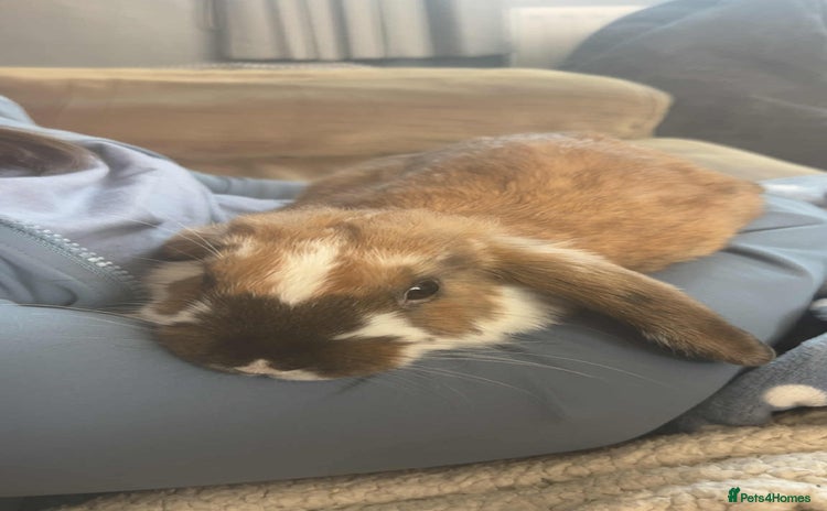 Mini Lop rabbits - Advert 15