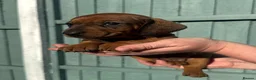 Dachshund dogs for stud: KC Standard smooth red hair dachshund  stud - Advert 4