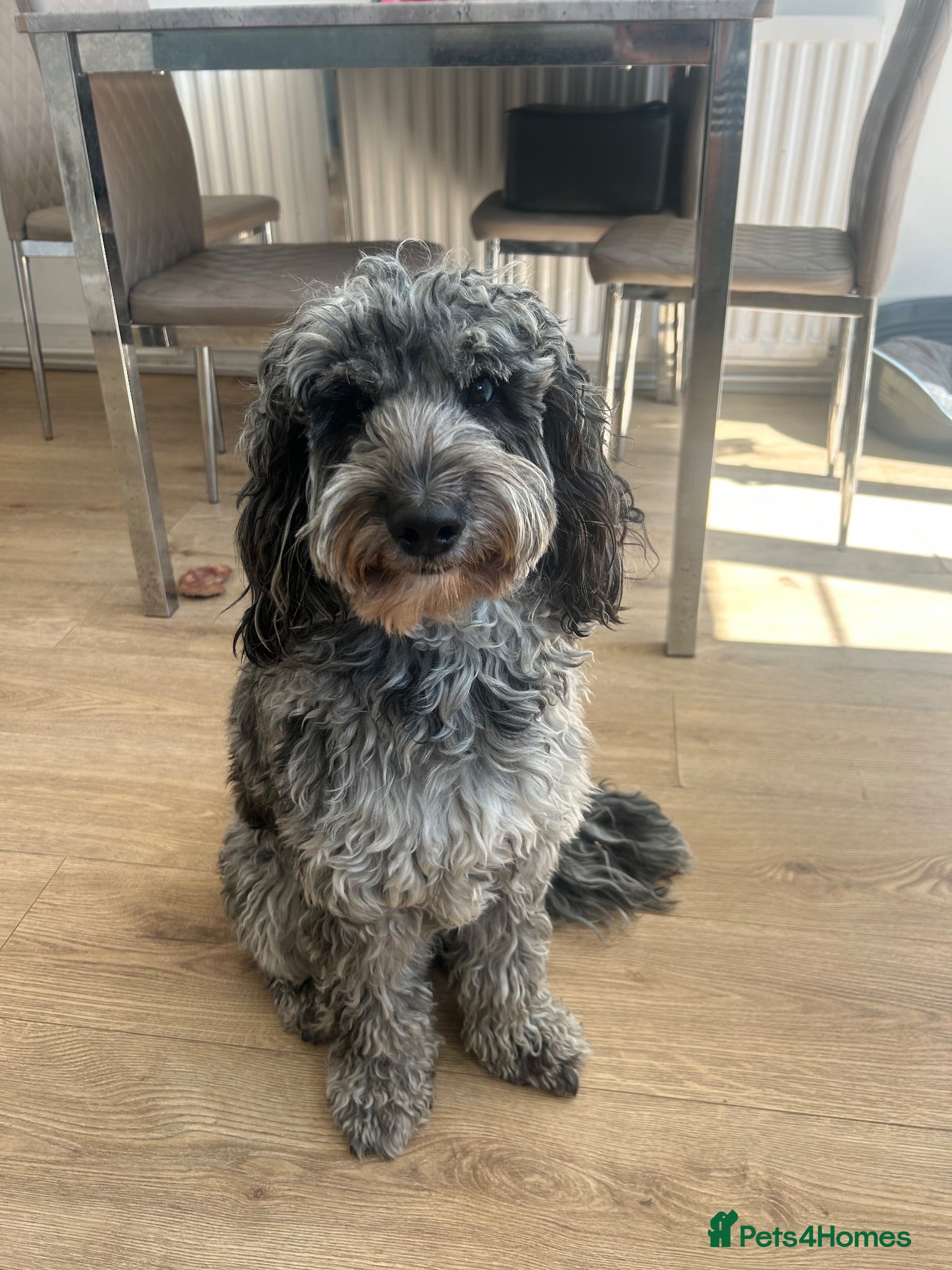 Cockapoo dogs Rehoming our beautiful male merle cockapoo  - Advert 10