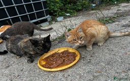 Mixed Breed cats for sale: FARM CATS  - Image 3
