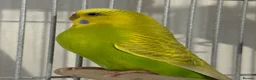 Budgerigars birds for sale: Budgies looking for a loving home  - Advert 7