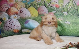 Cockapoo dogs for sale: Fully vaccinated and Extensively health tested.  in Wisbech - Image 3