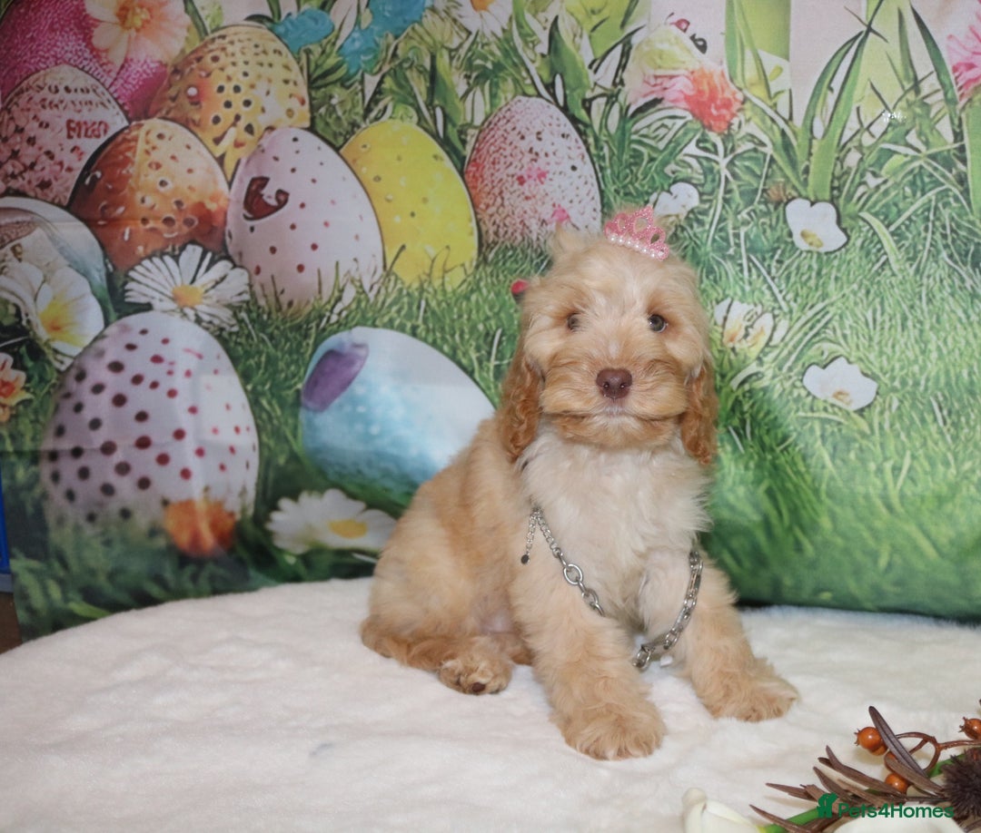 Cockapoo dogs for sale: Fully vaccinated and Extensively health tested.  in Wisbech - Image 3