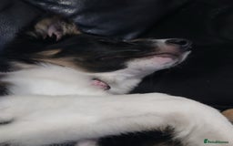 Border Collie dogs for sale: 6 month old border collie  - Image 3