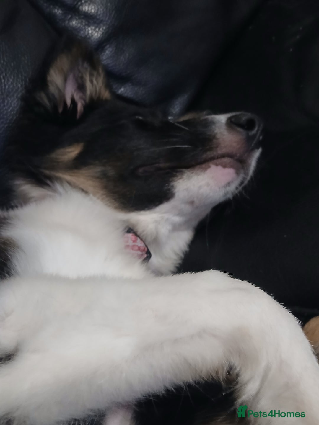 Border Collie dogs for sale: 6 month old border collie  - Image 3