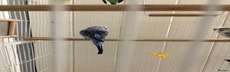 Budgerigars birds for sale: Budgies for sale - Advert 4