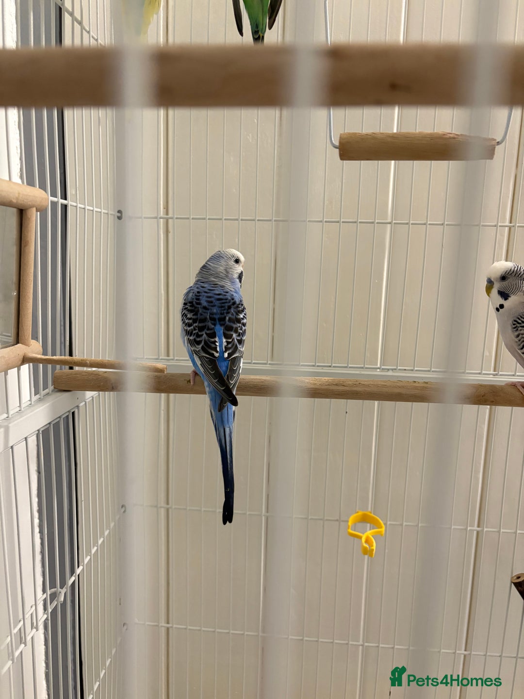 Budgerigars birds for sale: Budgies for sale - Advert 4