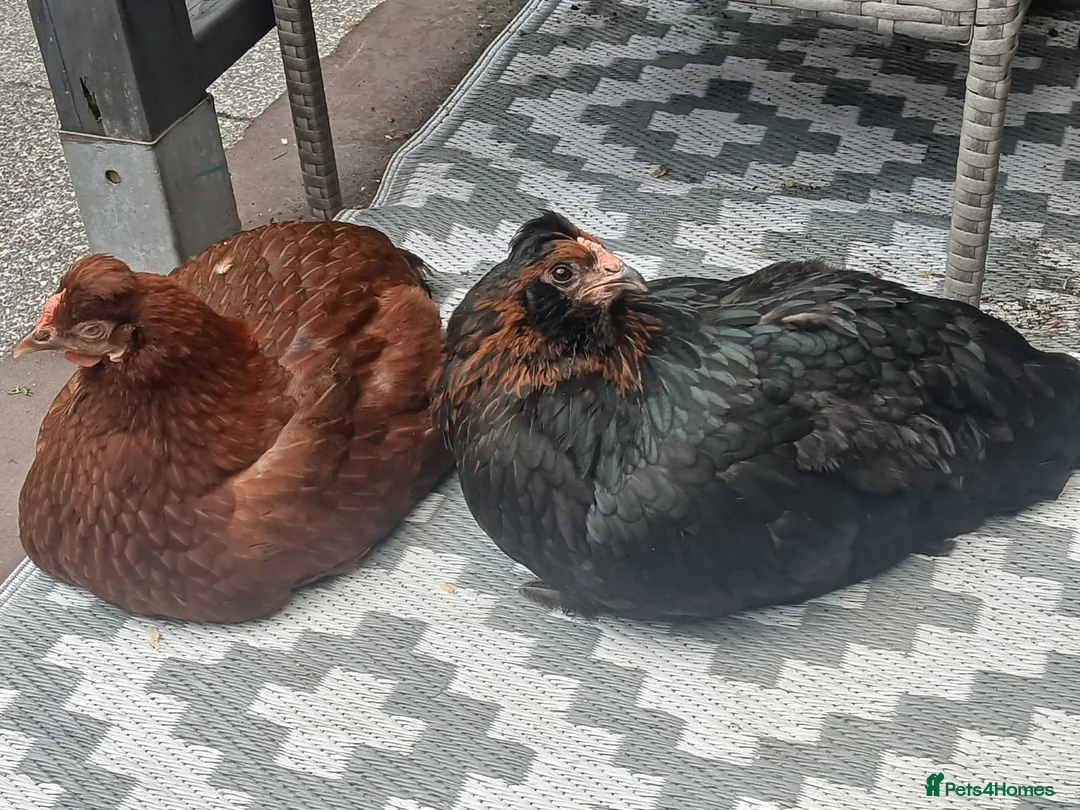 Chickens poultry for sale: 2 Gorgeous Hens in Manchester - Advert 1