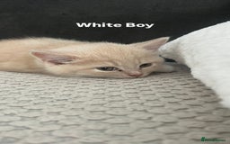 Mixed Breed cats for sale: 3 Cream Mixed Shorthairs - Image 9