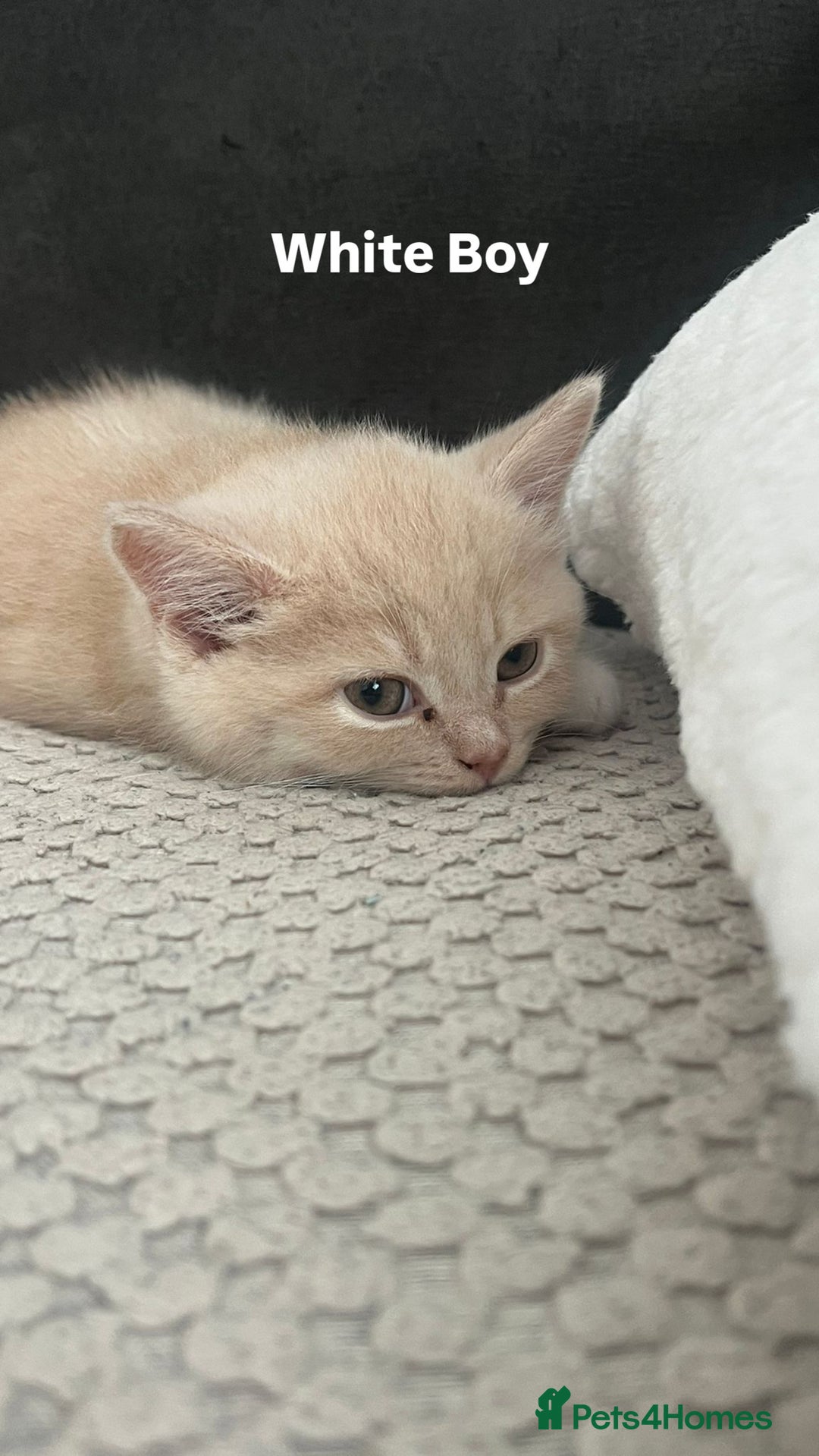 Mixed Breed cats for sale: 3 Cream Mixed Shorthairs - Image 9