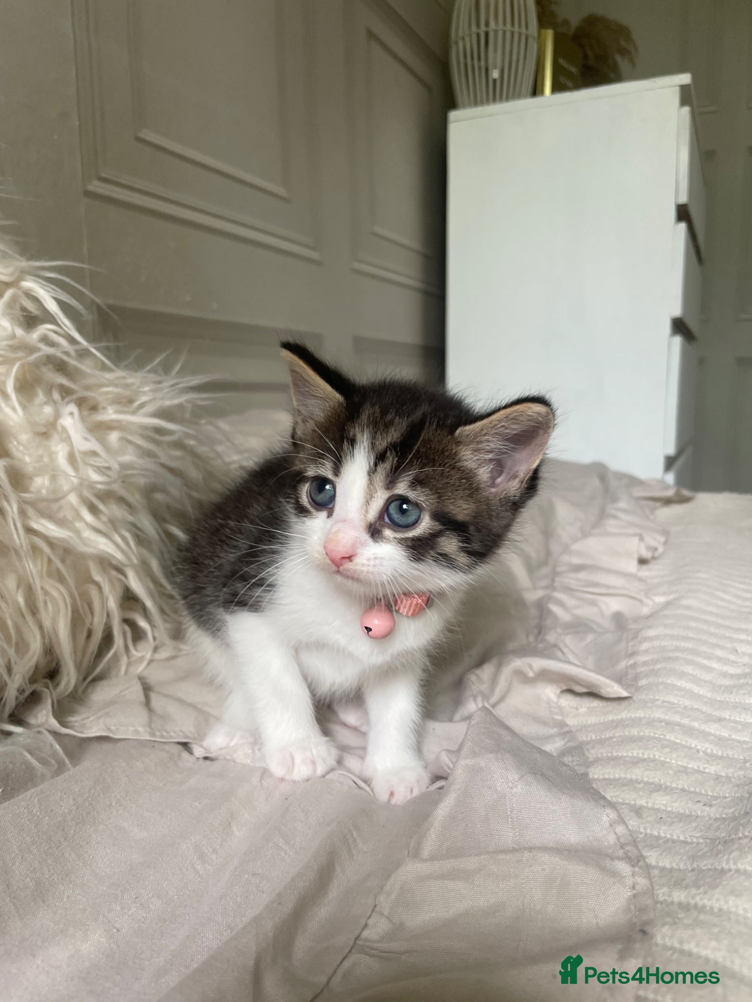 Mixed Breed cats for sale: Mixed kittens  - Advert 4
