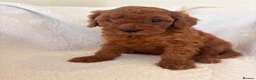 Cavapoo dogs for sale: LICENSED BREEDER HEALTH TESTED CAVAPOOS - Advert 10