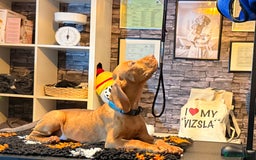 Hungarian Vizsla dogs for sale:   ⚜️Hungarian Vizsla puppies⚜️ - Image 4