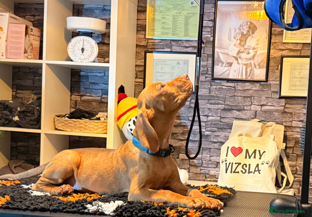 Hungarian Vizsla dogs for sale:   ⚜️Hungarian Vizsla puppies⚜️ - Image 4