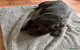 French Bulldog dogs for sale: 🐶 KC Registered Male French Bulldog – 1yr 9mo - Image 4