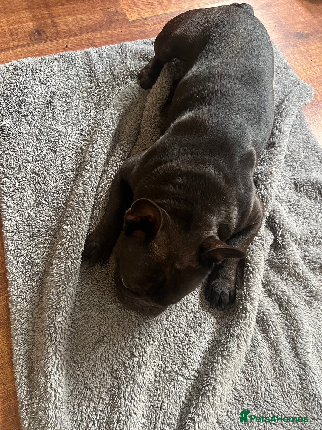 French Bulldog dogs for sale: 🐶 KC Registered Male French Bulldog – 1yr 9mo - Image 4