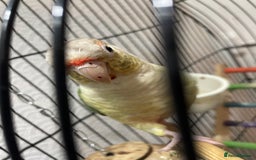 Conures birds for sale: 100% Silly tame conure  - Advert 9