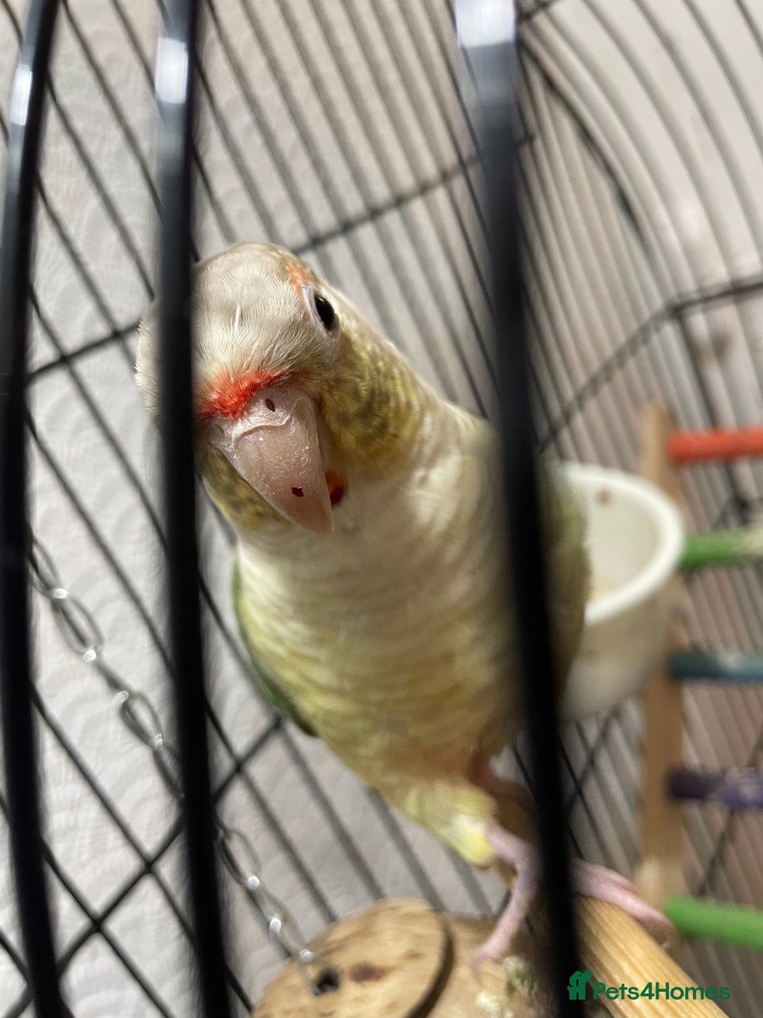 Conures birds for sale: 100% Silly tame conure  - Advert 9