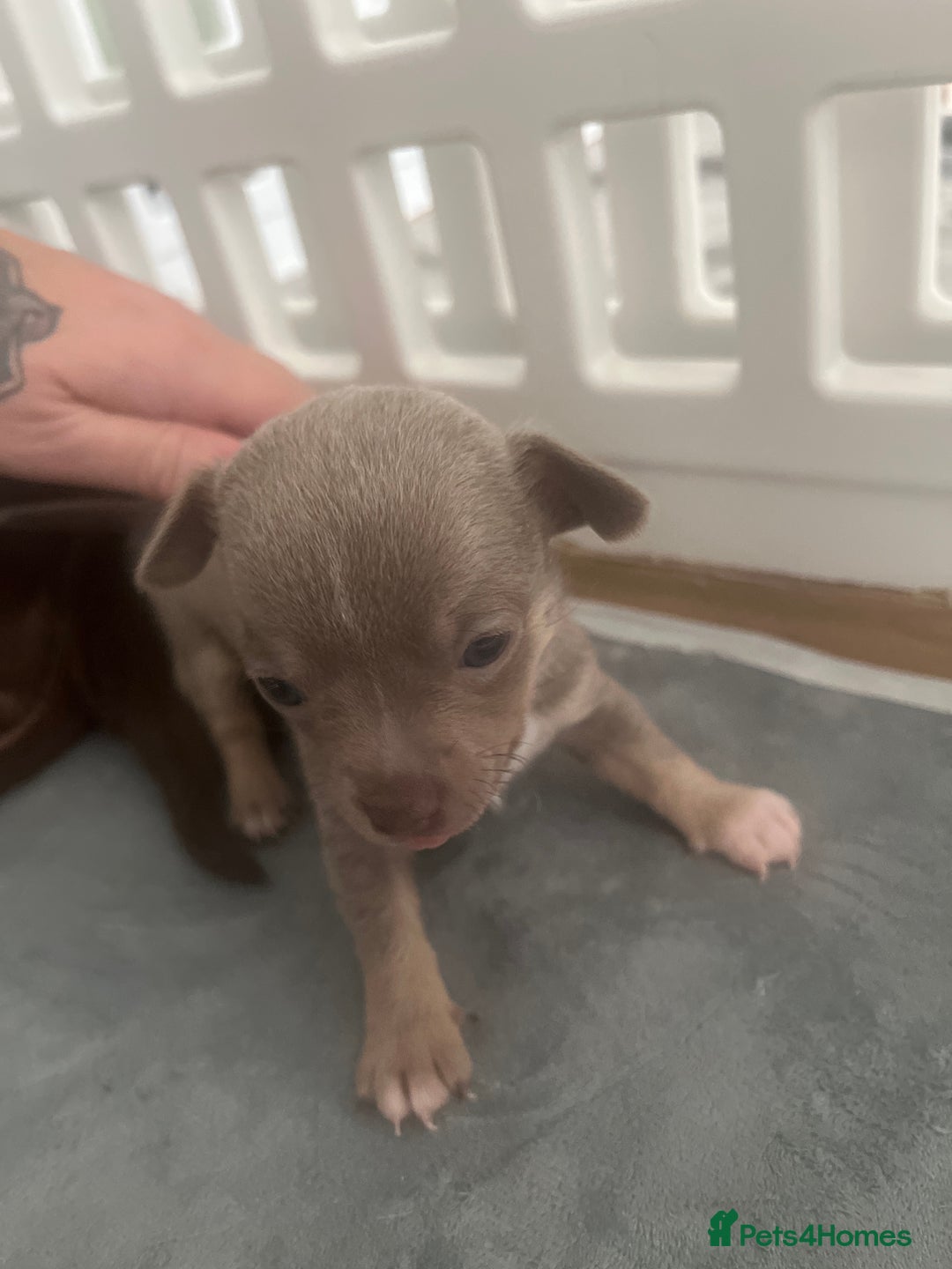 Chihuahua dogs for sale: 2 Male Chihuahuas  - Advert 10