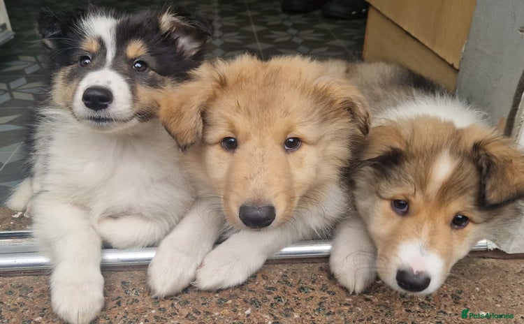 Mixed Breed dogs - Advert 11