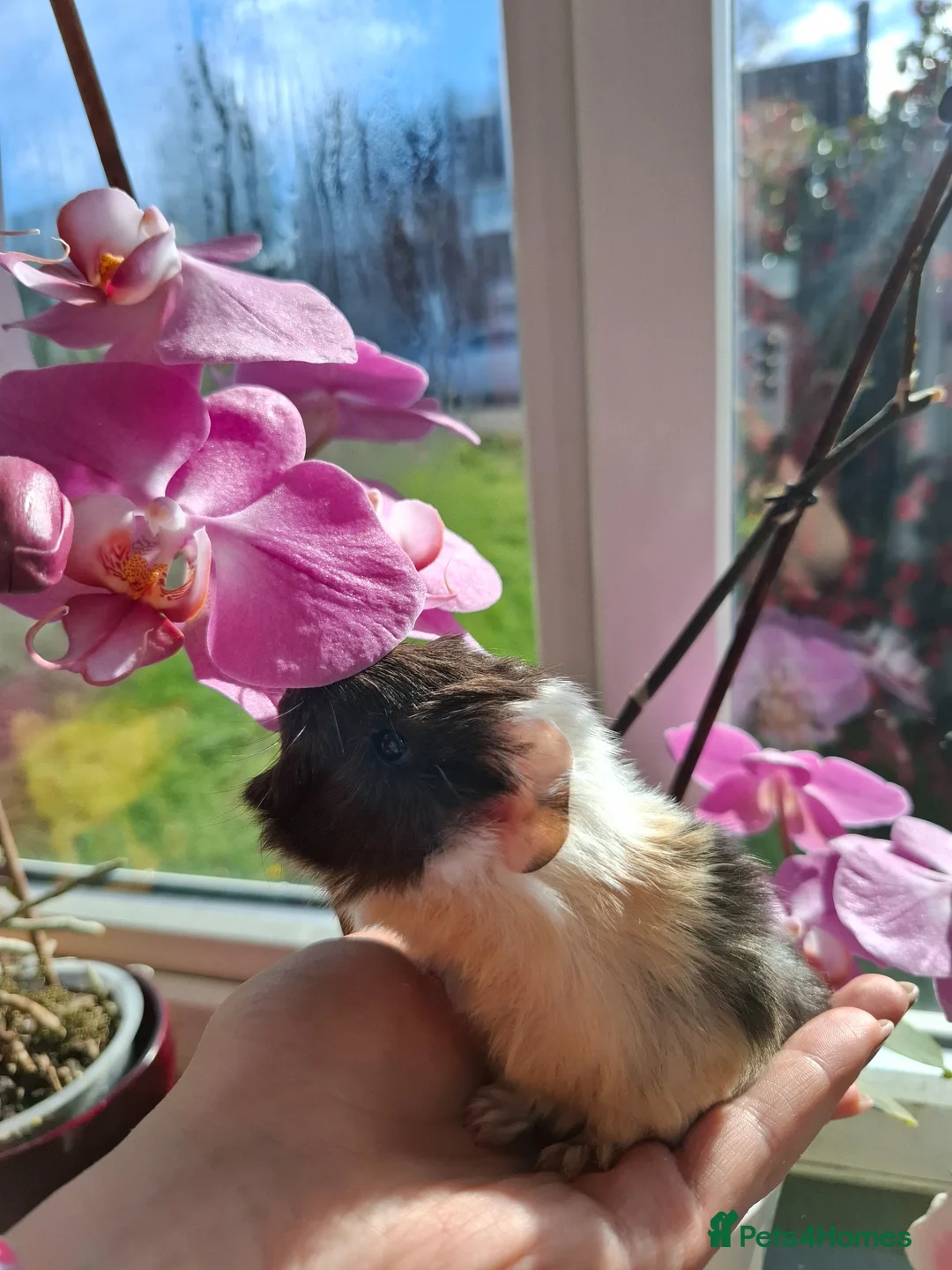 Guinea Pig rodents for sale: 2 lovely sows  - Advert 1