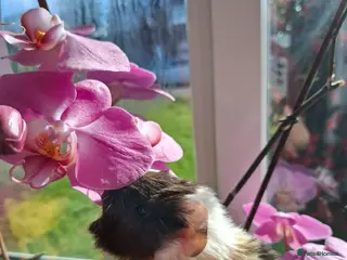 Guinea Pig rodents 2 lovely sows - Advert 15