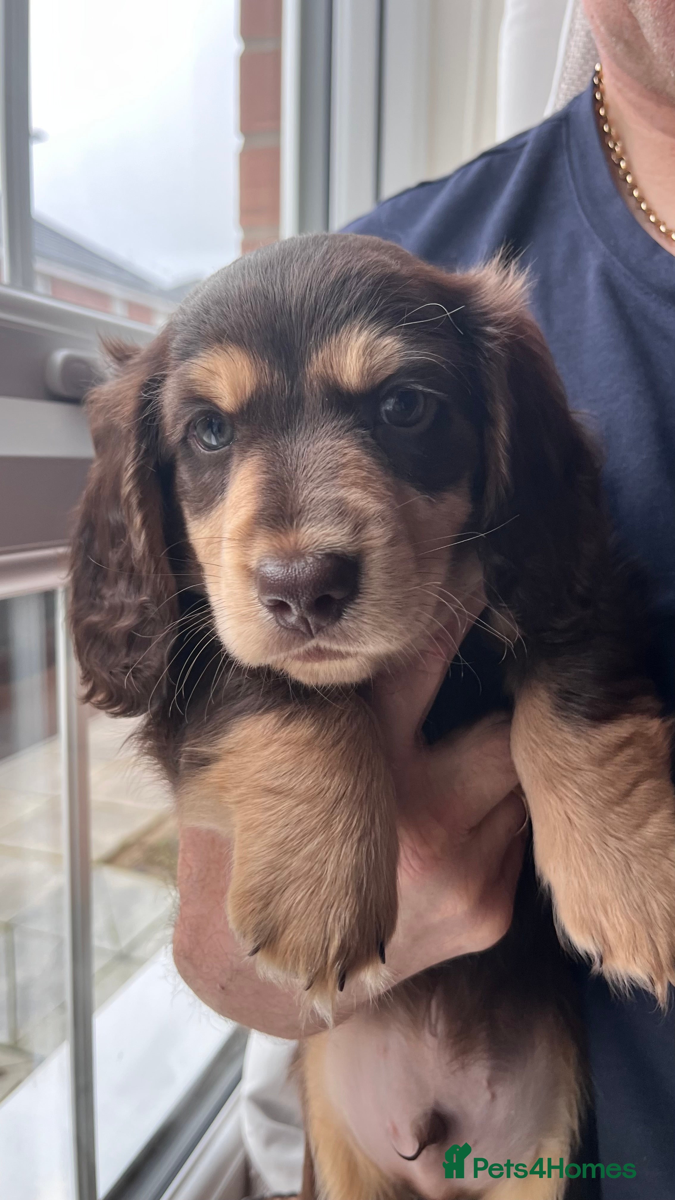 Miniature Dachshund dogs Long haired mini daschunds  - Advert 12