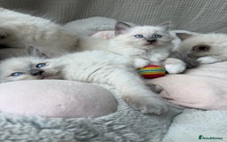 Ragdoll cats for sale: Adorable Pedigree Ragdoll Kittens Available 🐾 - Image 28
