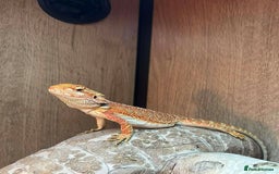 Bearded Dragon reptiles for sale: Variety of reptiles  - Advert 1