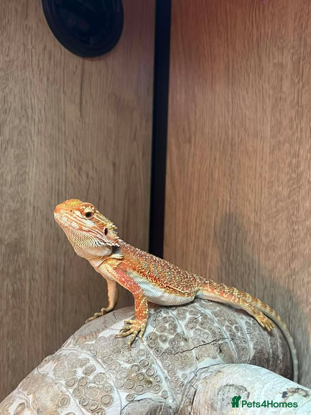 Bearded Dragon reptiles for sale: Variety of reptiles  - Advert 1