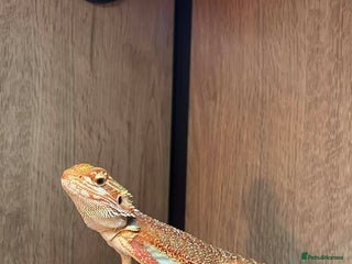 Bearded Dragon reptiles Variety of reptiles - Advert 1