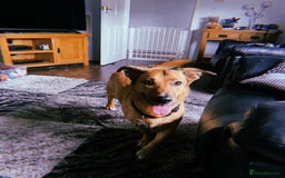 Mixed Breed dogs for sale: Dandy - Image 3