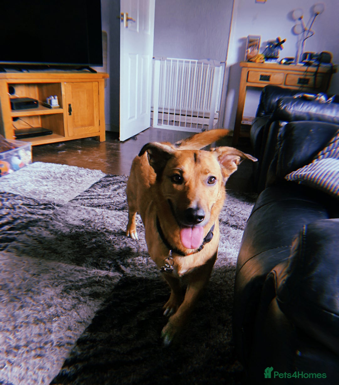 Mixed Breed dogs for sale: Dandy - Image 3