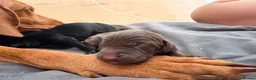 Mixed Breed dogs for sale: Beautiful Vizmaraner puppies  - Advert 7