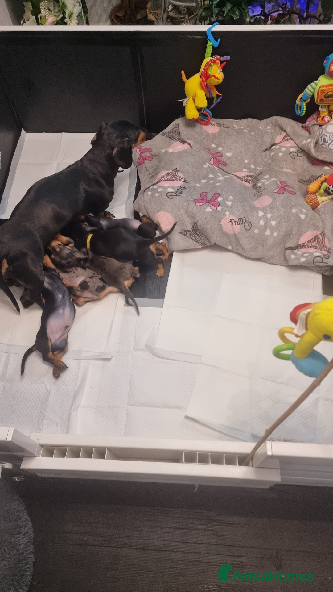 Dachshund dogs for sale: Miniature Daschund puppies - Image 2