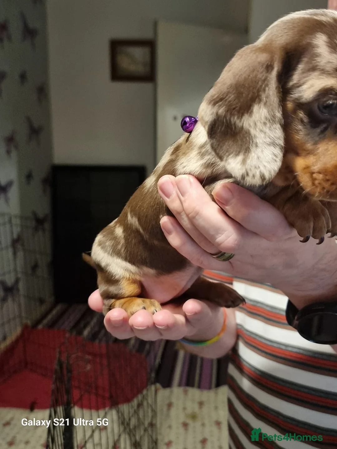 Miniature Dachshund dogs for sale: Miniature dachshund  - Advert 8