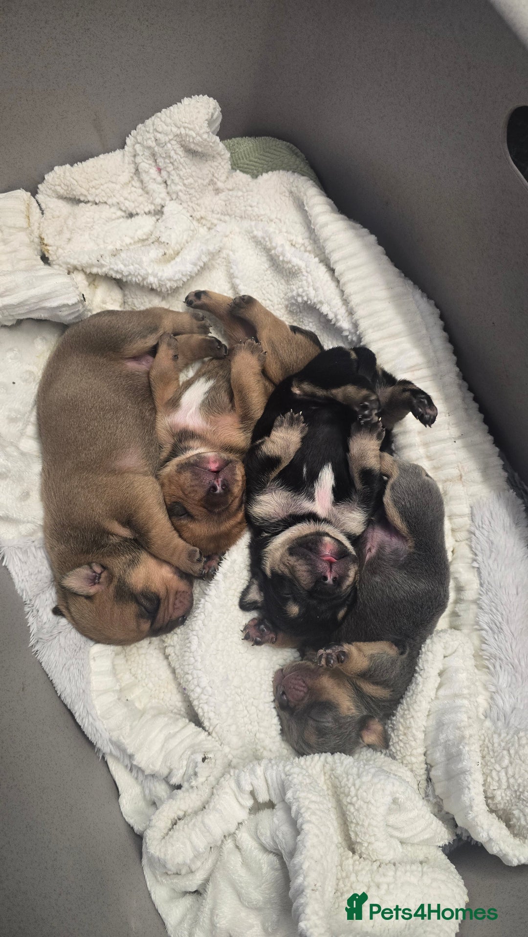 Mixed Breed dogs for sale: New england bulldogs  - Advert 19