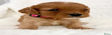 Cavapoo 6