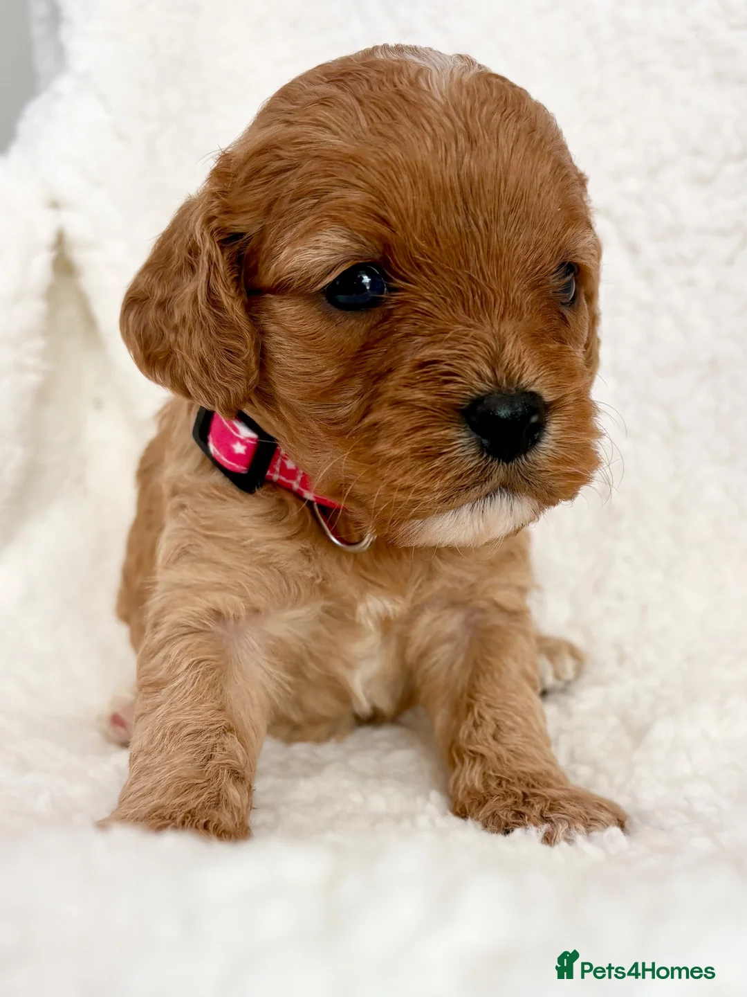 Cavapoo dogs for sale: Adorable miniature F1 red Cavapoo puppies  - Advert 2