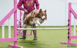 Border Collie dogs for stud: Fully health tested lilac duel KC/ISDS For stud  in Boston - Image 6