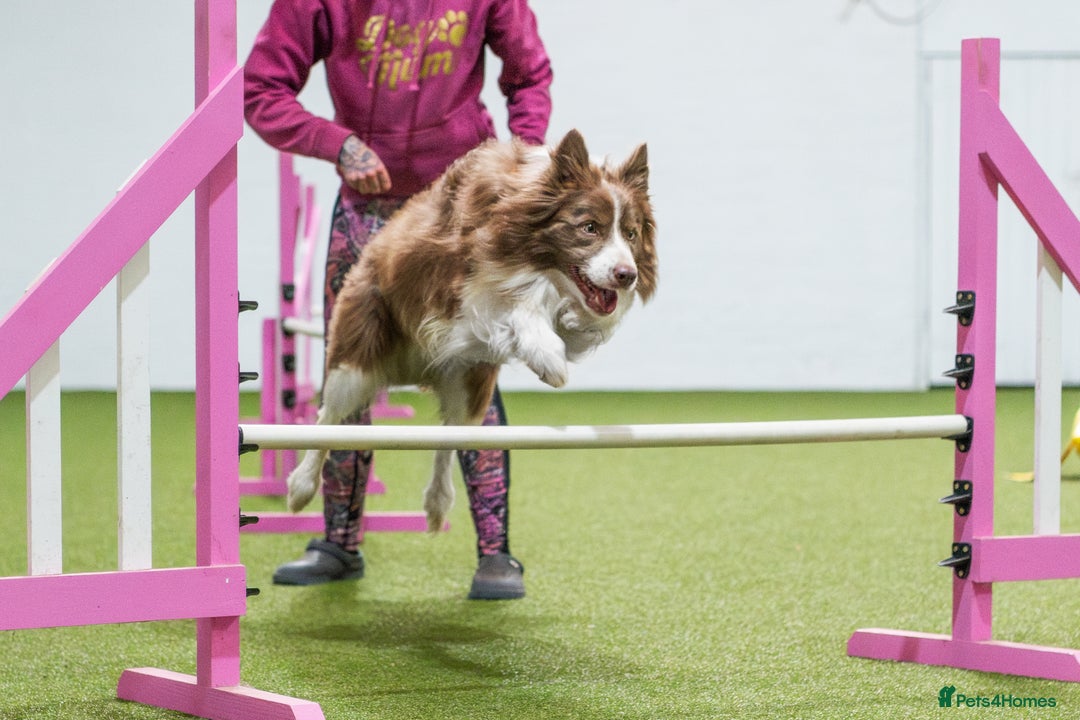 Border Collie dogs for stud: Fully health tested lilac duel KC/ISDS For stud  in Boston - Image 6