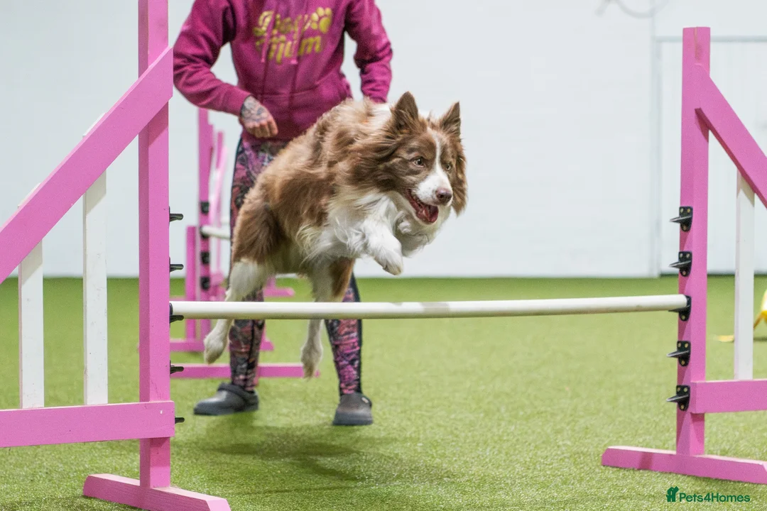 Border Collie dogs for stud: Fully health tested lilac duel KC/ISDS For stud  in Boston - Advert 6
